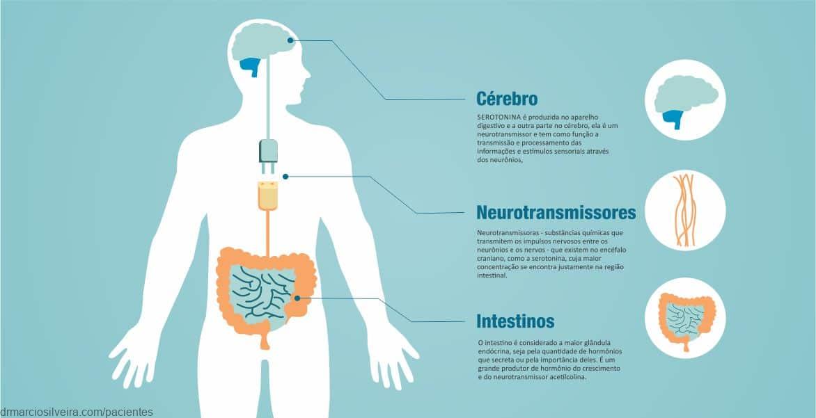 Conexão cérebro-intestino: serotonina
