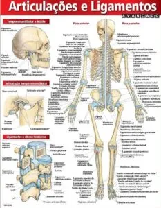 Ligamentos